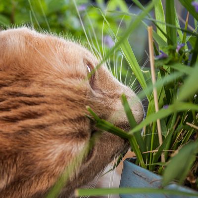 roter kater