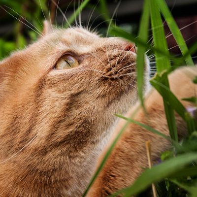 roter kater