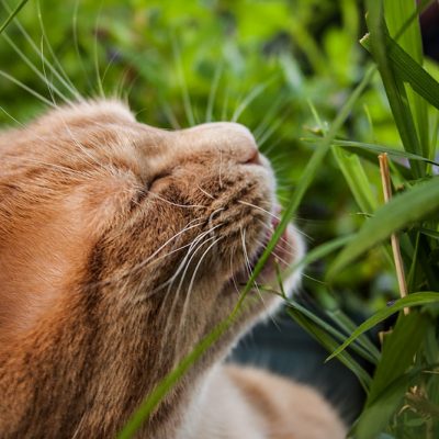 roter kater
