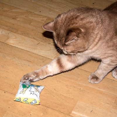 katzendope