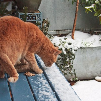 Rosso-Tisch-Schnee