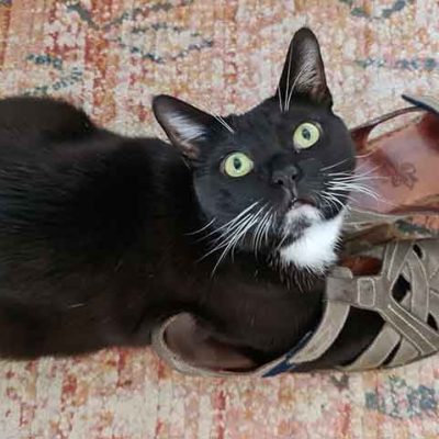 schwarze-katze