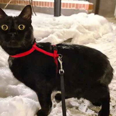 schwarze-katze