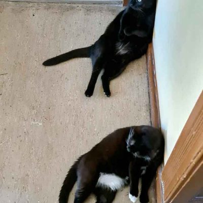 schwarze-katzen