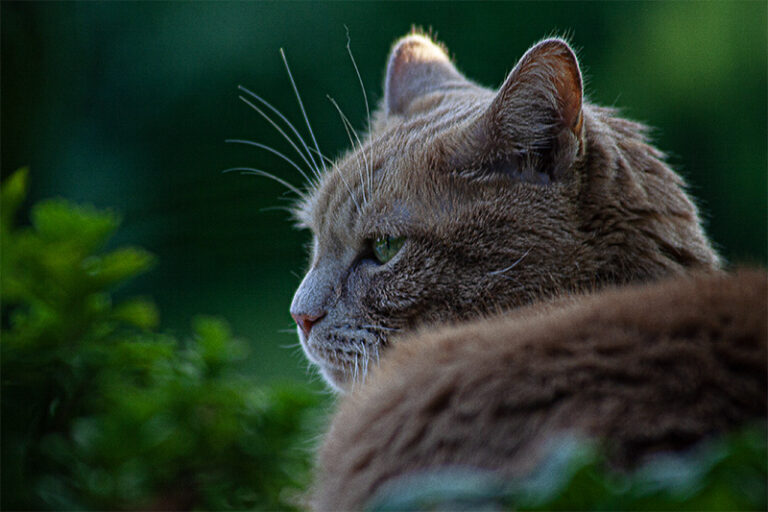 roter Kater