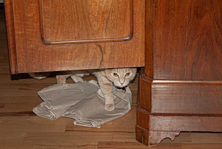 Kater-Papier