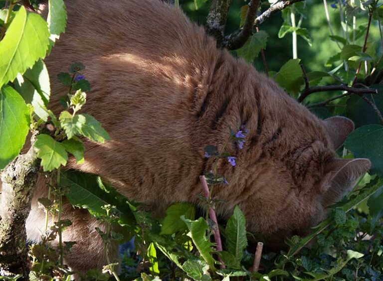 Katze-frisst-Gras