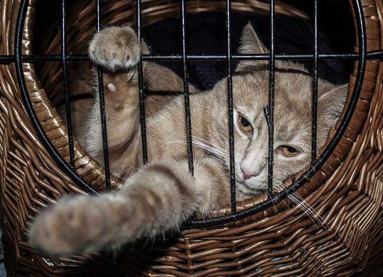Kater-nach-OP
