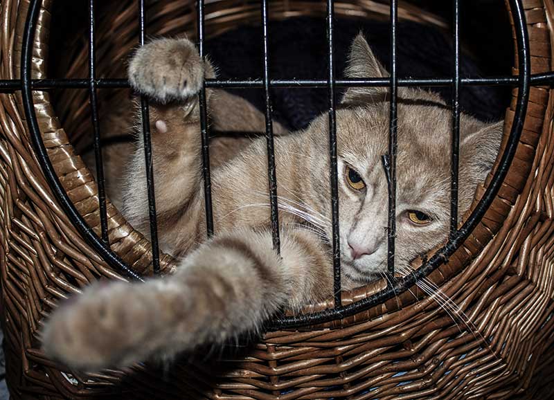 Kater-nach-OP