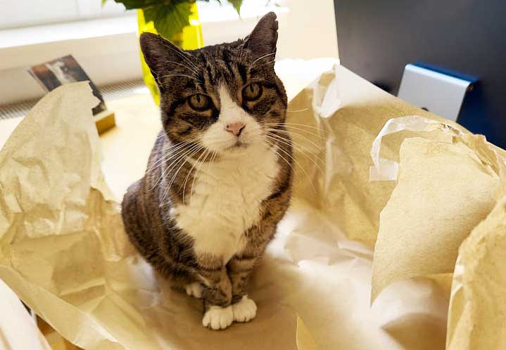 Katze