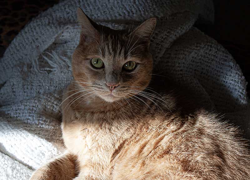 Rosso-Sessel-Sonne