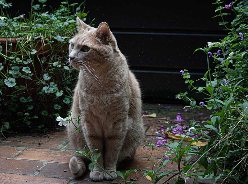 Rosso-Terrasse-Blumen