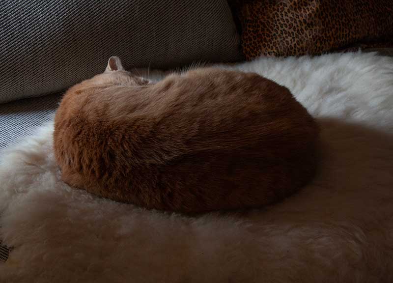 roter Kater