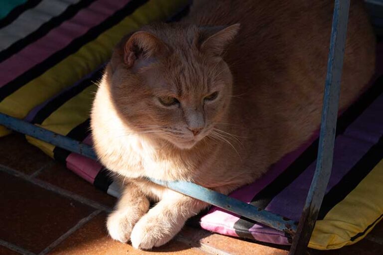 roter Kater