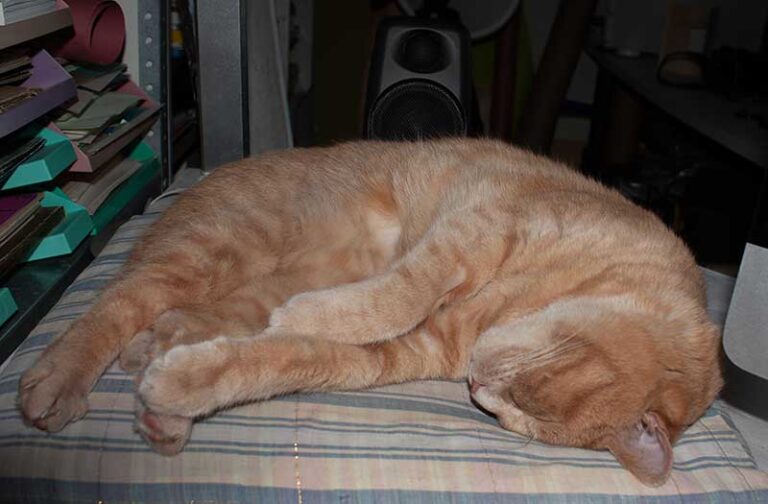 roter Kater