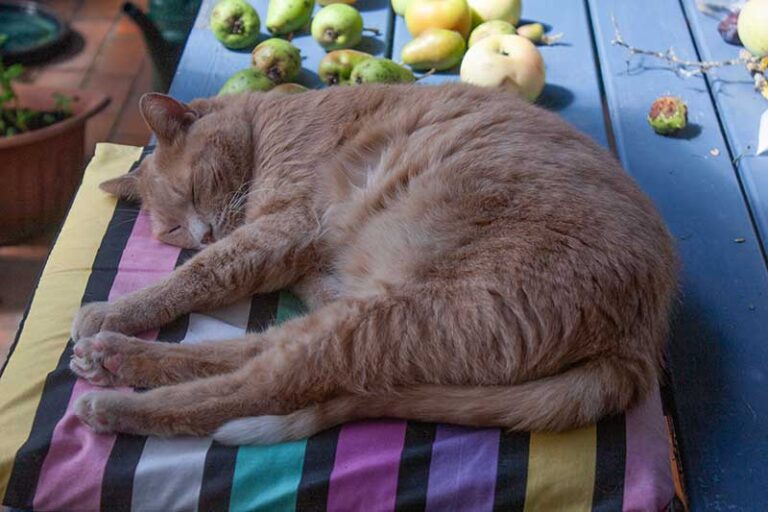 roter-kater-auf-tisch